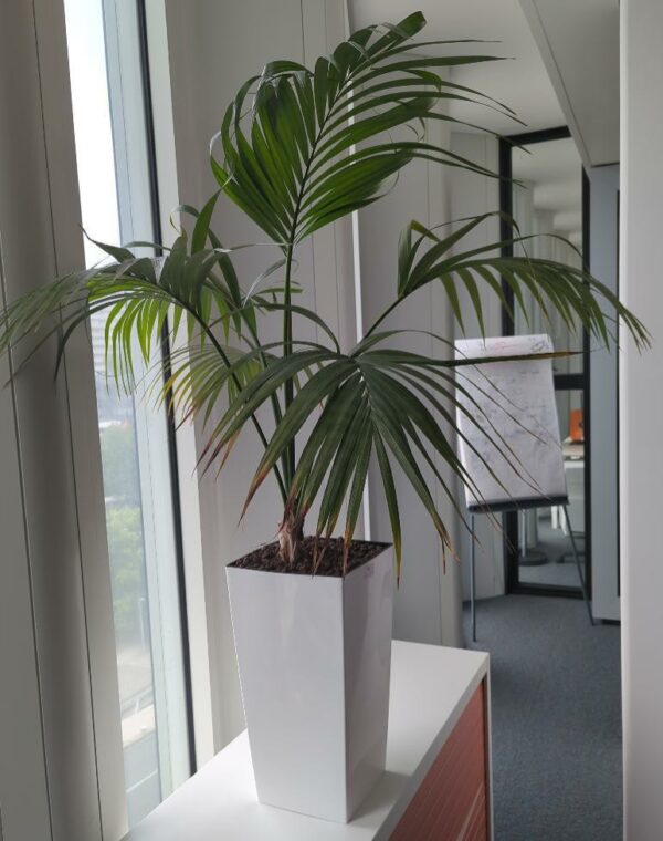 Plante naturelle dans un pot rectangulaire en plastique blanc. Dimension pot : 50 x 26 cm. Hauteur avec plante : 140 cm. Localisation : 5 ouest