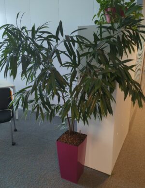 Plante naturelle dans un pot rectangulaire en plastique fuchsia. Dimension pot : 50 x 26 cm. Hauteur avec plante : 170 cm. Localisation : 5 ouest