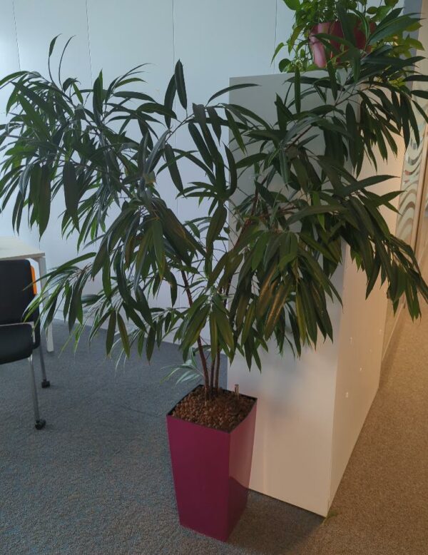 Plante naturelle dans un pot rectangulaire en plastique fuchsia. Dimension pot : 50 x 26 cm. Hauteur avec plante : 170 cm. Localisation : 5 ouest