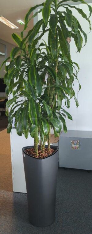 Plante naturelle dans un pot de marque Leschuza en plastique gris anthracite. Dimension pot : 75 x 40 cm. Hauteur avec plante : 210 cm. Localisation : 5 ouest