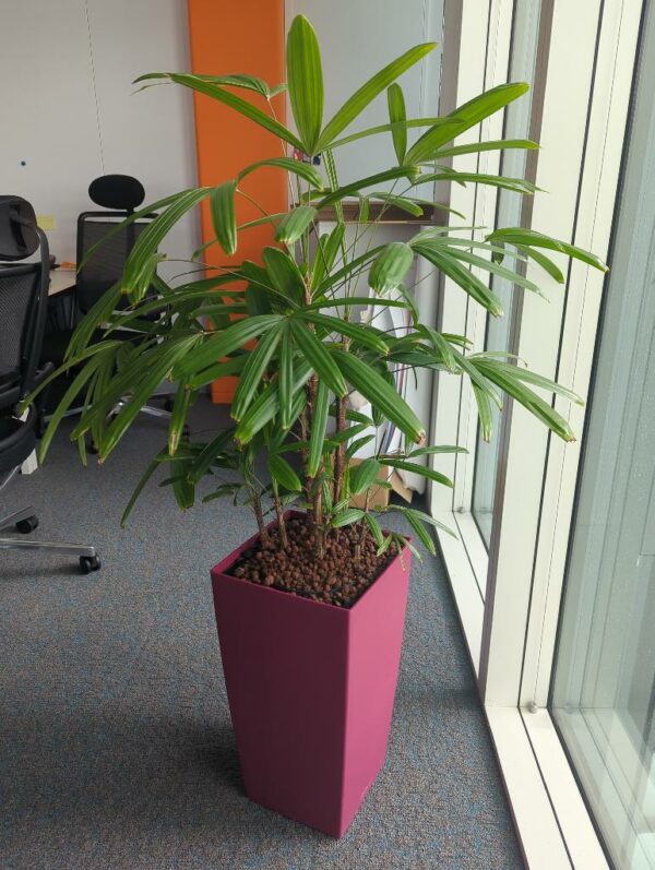 Plante naturelle dans un pot de marque Leschuza en plastique fuchsia. Dimension pot : 55 x 29 cm. Hauteur avec plante : 145 cm. Localisation : 5 ouest