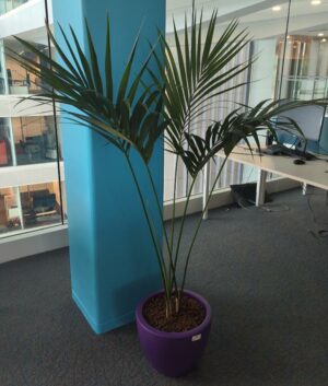 Plante naturelle dans un pot de marque Elho en plastique violet. Dimension pot : 29 x 40 cm. Hauteur avec plante : 170 cm. Localisation : 4 est