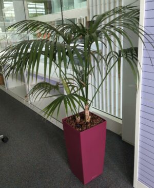 Plante naturelle dans un pot de marque Leschuza en plastique fuchsia. Dimension pot : 56 x 29 cm. Hauteur avec plante : 153 cm. Localisation : 4 est
