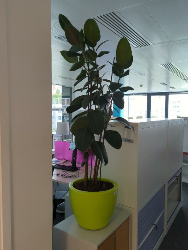Plante naturelle dans un pot rond de marque Elho en plastique vert pomme. Dimension pot : 30 x 40 cm. Hauteur avec plante : 140 cm. Localisation : 4 est