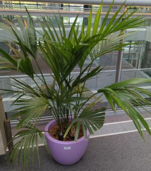 Plante naturelle dans un pot de marque Elho en plastique mauve. Dimension pot : 30 x 40 cm. Hauteur avec p lante : 120 cm. Localisation : 4ème passerelle