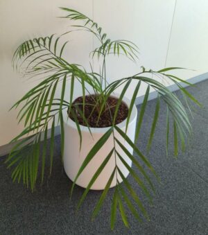 Plante naturelle dans un pot de marque Elho en plastique blanc. Dimension pot : 40 x 40 cm. Hauteur avec plante : 80 cm. Localisation :
2 est