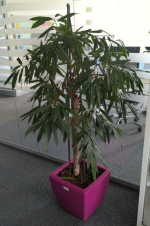 Plante naturelle dans un pot carré de marque Elho en plastique fuchsia. Dimension pot : 33 x 38 cm. Hauteur avec plante : 155 cm. Localisation : 2 est