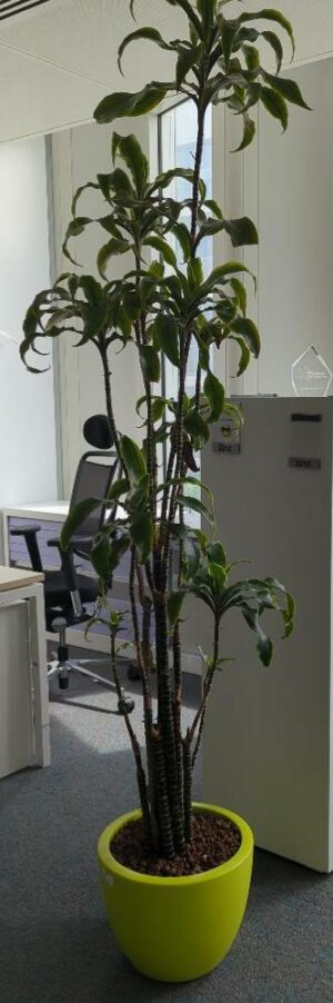 Plante naturelle dans un pot de marque Elho en plastique vert pomme. Dimension pot : 30 x 40 cm. Hauteur avec plante : 220 cm. Localisation : 2 est