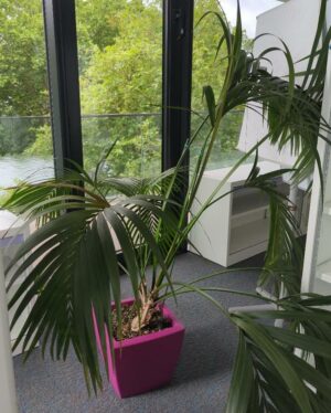 Plante naturelle dans un pot carré de marque Elho en plastique fuchsia. Dimension pot : 33 x 38 cm. Hauteur avec plante : 170 cm. Localisation : 2 est