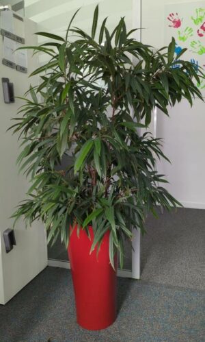 Plante naturelle dans un pot de marque Leschuza en plastique rouge. Dimension pot : 56 x 29 cm. Hauteur avec plante : 154 cm. Localisation : 2 est