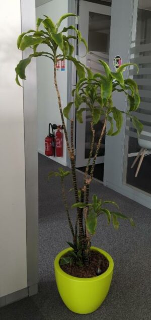 Plante naturelle dans un pot rond de marque Elho en plastique vert pomme. Dimension pot : 30 x 40 cm. Hauteur avec plante : 178 cm. Localisation : 2 est