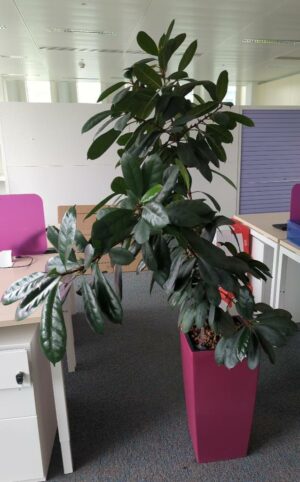Plante naturelle dans un pot de marque Leschuza en plastique fuchsia. Dimension pot : 56 x 29 cm. Hauteur avec plante : 280 cm. Localisation : 2 est