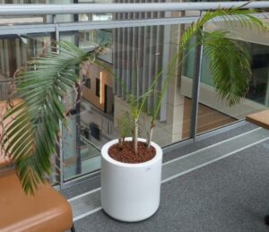 Plante naturelle dans un pot rond de marque Elho en plastique blanc. Dimension pot : 39 x 40 cm. Hauteur avec plante : 130 cm. Localisation : 2ème passerelle