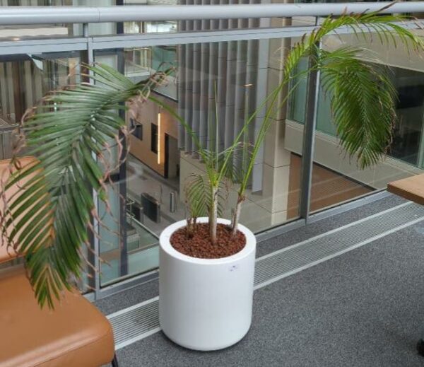 Plante naturelle dans un pot rond de marque Elho en plastique blanc. Dimension pot : 39 x 40 cm. Hauteur avec plante : 130 cm. Localisation : 2ème passerelle