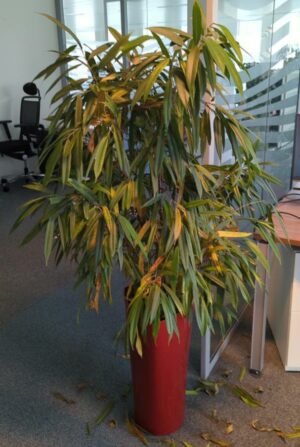 Plante naturelle dans un pot de marque Leschuza en plastique rouge. Dimension pot : 56 x 29 cm. Hauteur avec plante : 160 cm. Localisation : 1 ouest