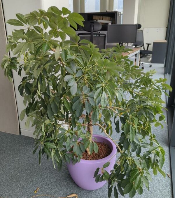 Plante naturelle dans un pot rond de marque Elho en plastique mauve. Dimension pot : 30 x 40 cm. Hauteur avec plante : 120 cm. Localisation : 1 ouest