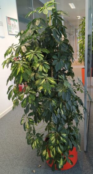 Plante naturelle dans un pot rond en plastique rouge. Dimension pot : 25 x 36 cm. Hauteur avec plante : 165 cm. Localisation : 1 ouest
