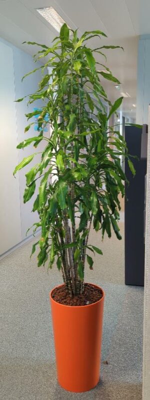 Plante naturelle dans un pot rond en plastique orange. Dimension pot : 56 x 34 cm. Hauteur avec plante : 200 cm. Localisation : 1 ouest