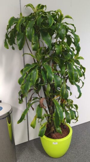Plante naturelle dans un pot rond de marque Elho en plastique vert pomme. Dimension pot : 30 x 40 cm. Hauteur avec plante : 160 cm. Localisation : 1 est