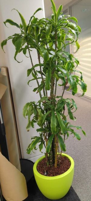 Plante naturelle dans un pot rond de marque Elho en plastique vert pomme. Dimension pot : 30 x 40 cm. Hauteur avec plante : 170 cm. Localisation : 1 est