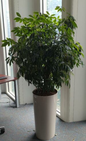 Plante naturelle dans un pot rond en plastique gris clair. Dimension pot : 75 x 40 cm. Hauteur avec plante : 190 cm. Localisation : 1 est