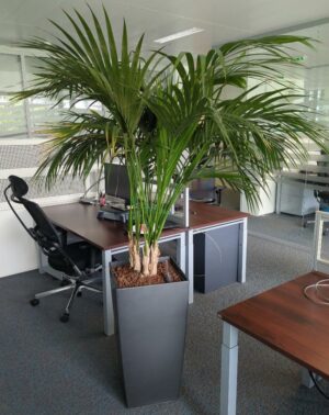 Plante naturelle dans un pot rectangulaire de marque Leschuza en plastique gris anthracite. Dimension pot : 75 x 40 cm. Hauteur avec plante : 200 cm. Localisation : 1 est